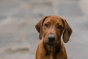 assicurazione cane