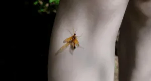 virus del nilo