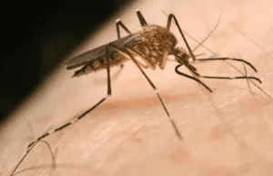 virus west nile